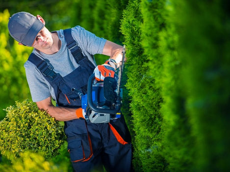 Tree pruning in Diamond Creek