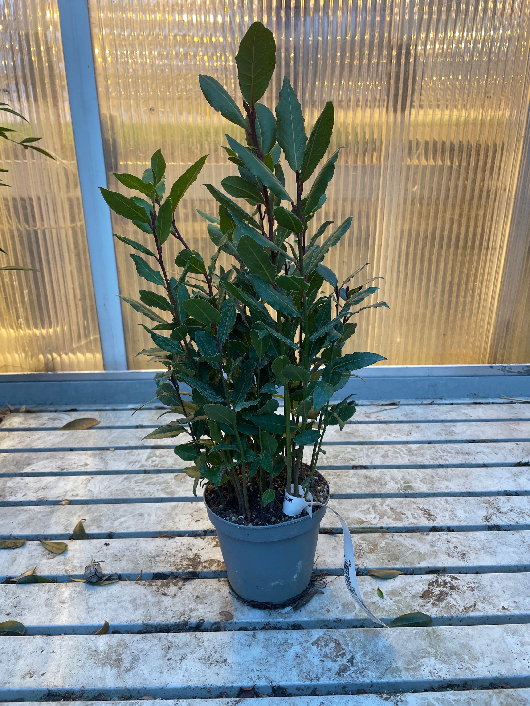 Laubær «Laurus Nobilis» 