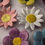 Thumbnail: Miniature Daisy