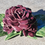 Thumbnail: Rose Bouquet