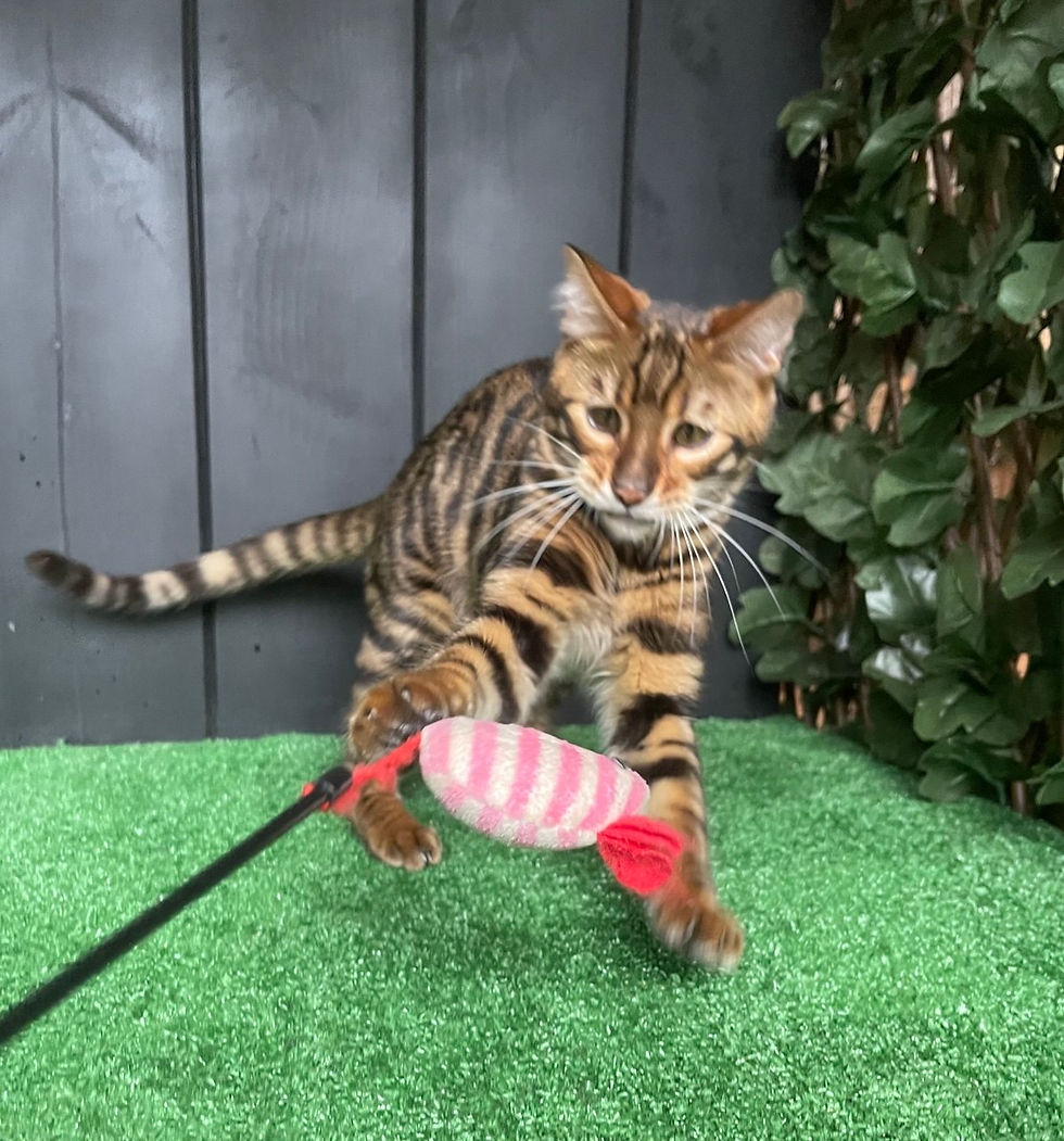 Ugo toyger kitten