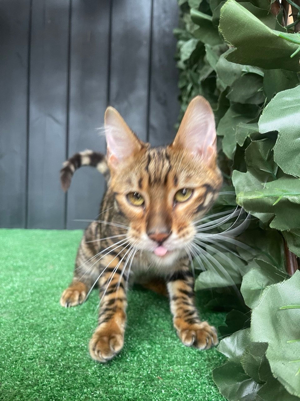 Ugo toyger kitten