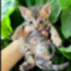 3 weeks old