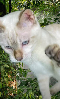 toyger cats fo sale