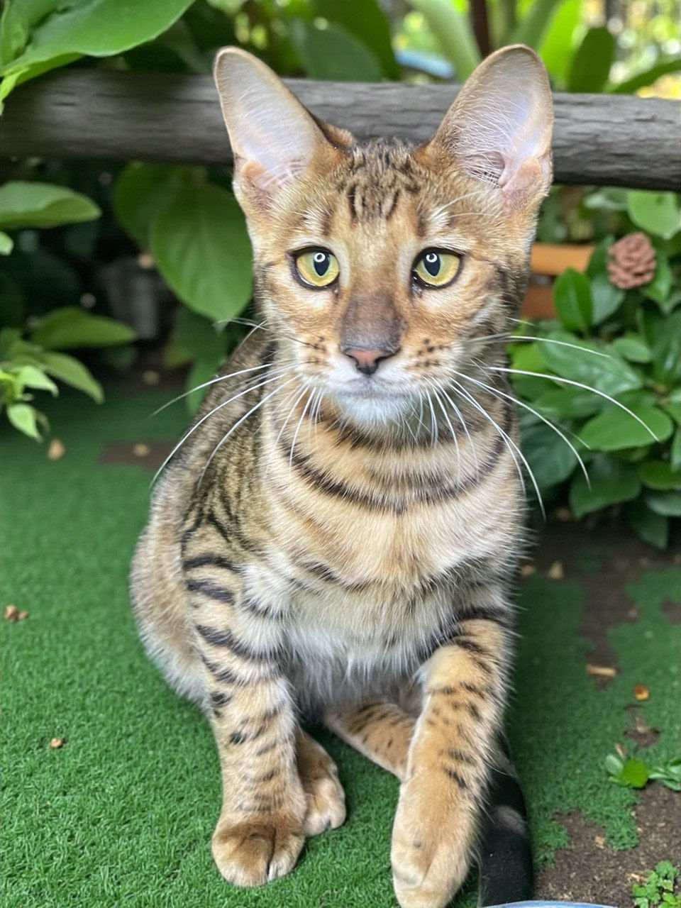 toyger cattery