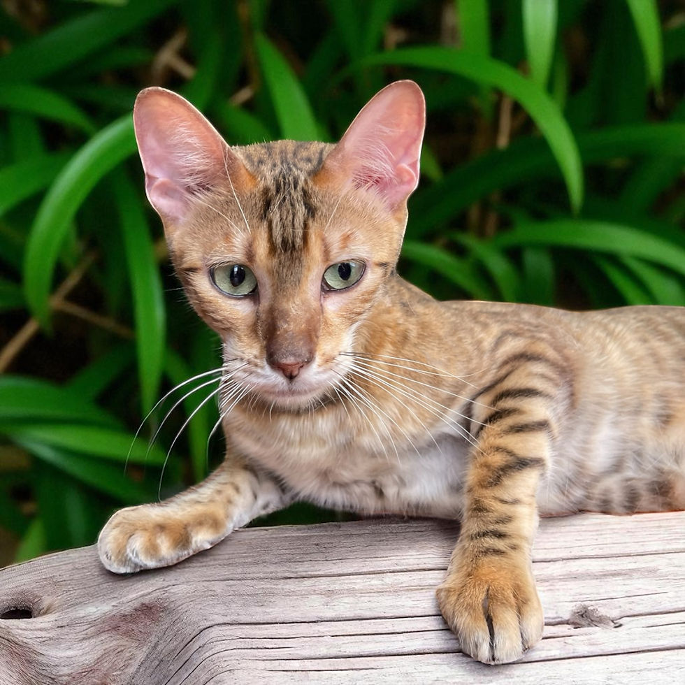 Photoroom_20250822_212051