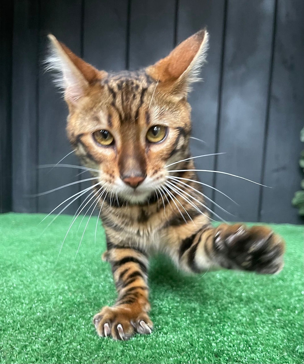 Ugo toyger kitten