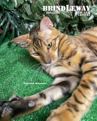 Toyger cattery, kittens for sale, Toyger kittens, Toyger cats, Toyger cats in US, Toyger buy, Toyger kittens for sale in nj, Toyger kittens for sale in california, toyger kittens for sale in pa,toyger kittens for sale in oberon nsw, toyger kittens for sale texas, toyger kittens for sale florida, toyger kittens for sale canada, toyger kittens for sale uk, toyger kittens for sale poland, toyger kittens for sale france,toyger kittens for sale vietnam, toyger kittens for sale norway, toyger kittens for sale europe, toyger kitten for sale usa, toyger kitten for sale china, toyger kitten for sale italy, toyger kitten for sale japan, toyger kitten for sale taiwan, toyger kitten for sale dubai, toyger kitten for sale sweden, toyger kitten for sale Czech, toyger kitten for sale Oregon, toyger kitten for sale ohio, toyger white belly,  toyger on the exhibition, best cats in the world, The most expensive cat in the world, most popular cat breeds, elite cat breeds, most beautiful cat breeds, cat like tiger, cat look like tiger, brindleway toyger cattery, best show cats, toyger cat in TICA, TICA best cats, most popular cat breed in 2023, cat breeds that are good with children, toyger cat most beautiful, The World's Cutest Cat Breed, the Most Beautiful Exotic Cat Breeds in the World, mackerel tabby cat, mackerel tabby cat breeds, toyger cattery ukraine, toyger cattery us, toyger cattery nj, toyger cattery California, toyger cattery pa, toyger cattery oberon nsw, toyger cattery texas, toyger cattery florida, toyger cattery canada, toyger cattery uk, toyger cattery poland, toyger cattery france, toyger cattery vietnam, toyger cattery norway, toyger cattery europe, toyger cattery usa, toyger cattery china, toyger cattery italy, toyger cattery japan, toyger cattery taiwan, toyger cattery dubai, toyger cattery sweden, toyger cattery Czech, toyger cattery Oregon, toyger cattery ohio, most popular cat breeds, kittens for sale, available kittens, domestic cat, best show cat, tica best cats, top cats, the toyger breed, TICA champion, cats sale in sri lanka, toyger cattery sri lanka, toyger  kitten for sale sri lanka, pet sale 