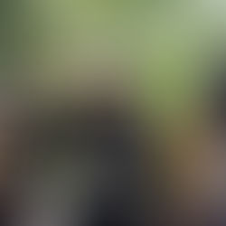 Photo Gallery: The Woodlands 4th of July Parade