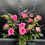 Thumbnail: beautiful dozen