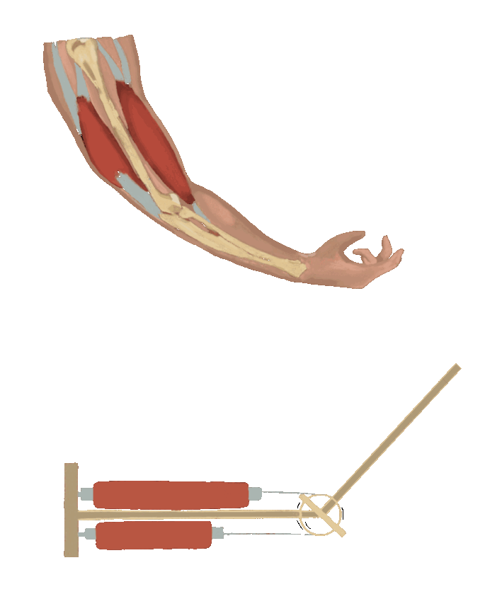 On top an arm flexes to demonstrate how the muscles within contract and extend to produce motion. On the bottom a machine has actuators that contract and expand to produce motion similar to the arm's.