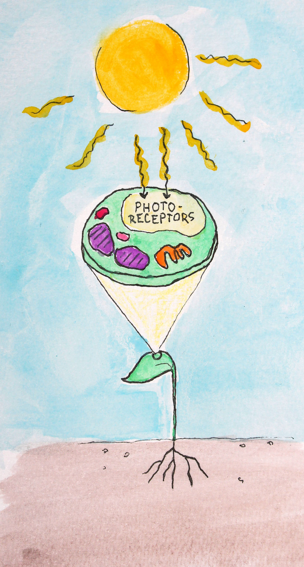 Illustration of a plant cell with photoreceptors sensing light from the sun.