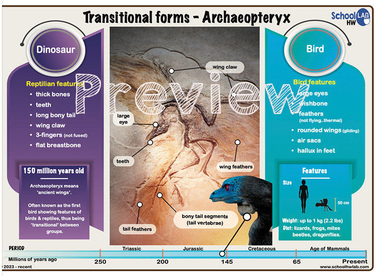 Thumbnail: Evidence for Evolution Pack 2