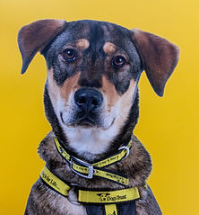 Image of a dog
