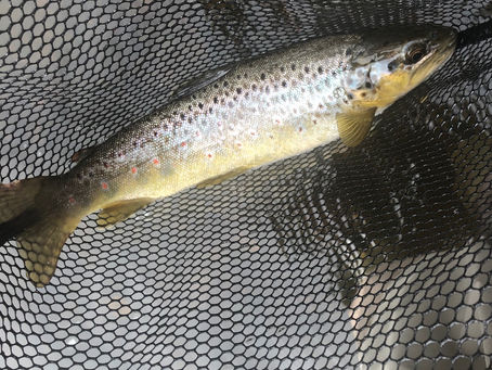 Wild brownie on a hare's ear