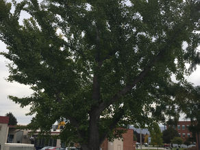 Protecting Trees and the Future