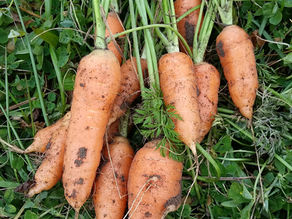 Community victories in gardening