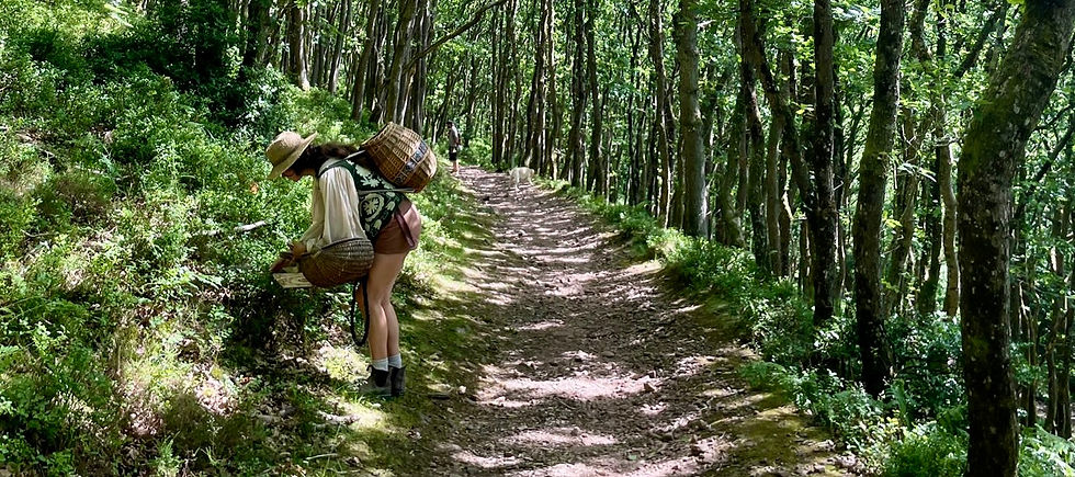 High angle view of a clean forest trail with wildflowers and scattered leaves