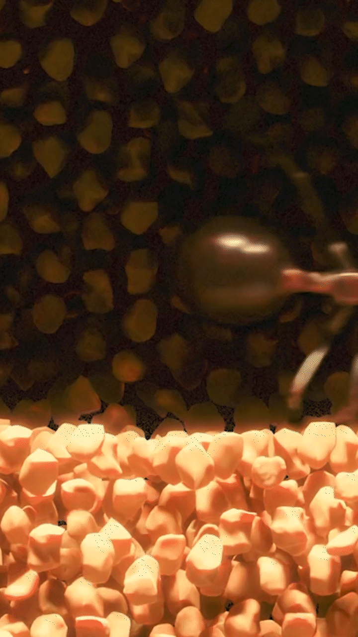 ants 4.gif