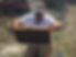 Gary Bees.JPG
