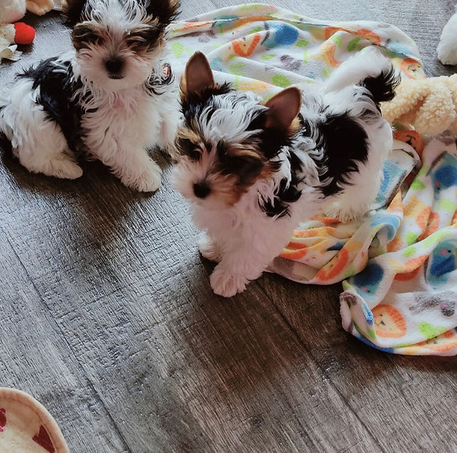 Small Biewer Puppies on a blanket, adorable Karma Puppies.