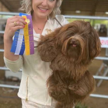 Woman holding a ribbon and a brown dog, havanese dog characteristics, Karma Puppies
