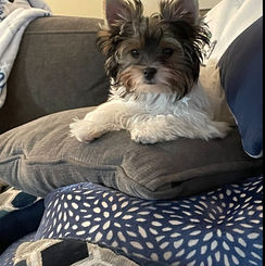 Adorable puppy resting on pillows, surrounded by blankets, indoors, Karma Puppies.