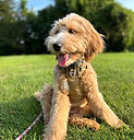 IMG_4298.jpeg