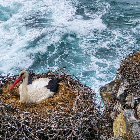 Storks nesting on rocky cliffs by the ocean