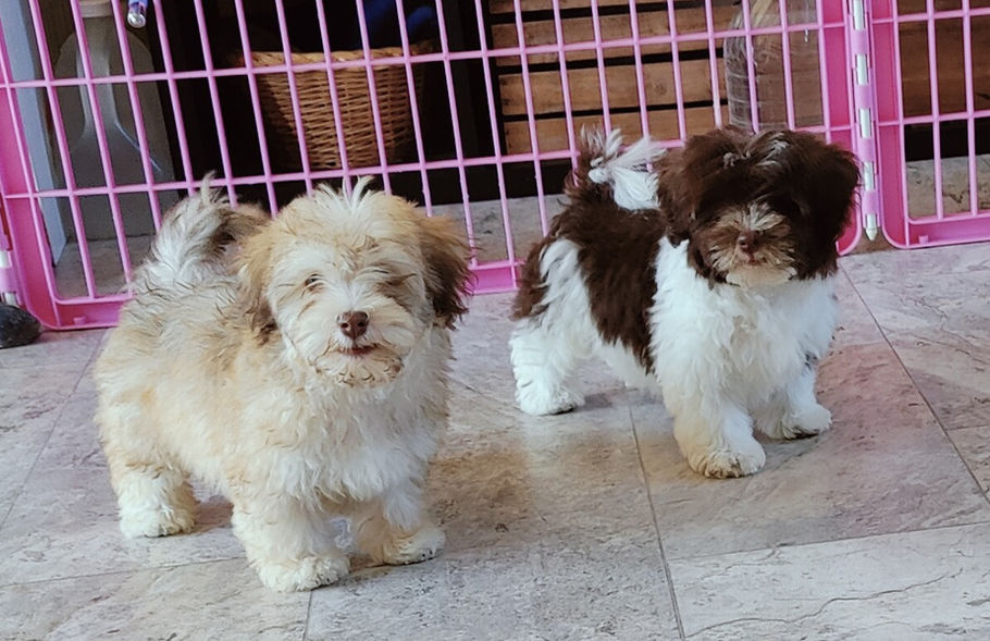 Two adorable puppies, HAVANESE, standing together in front of pink gates. Karma Puppies