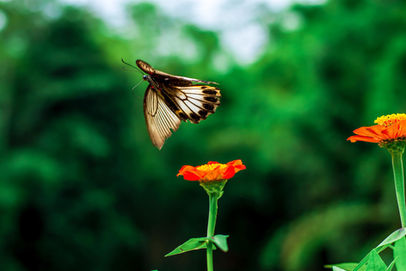 Butterfly flying away an orange flower