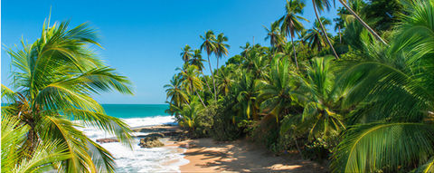 Tropical beach with palm trees and blue ocean, Costa Rica
