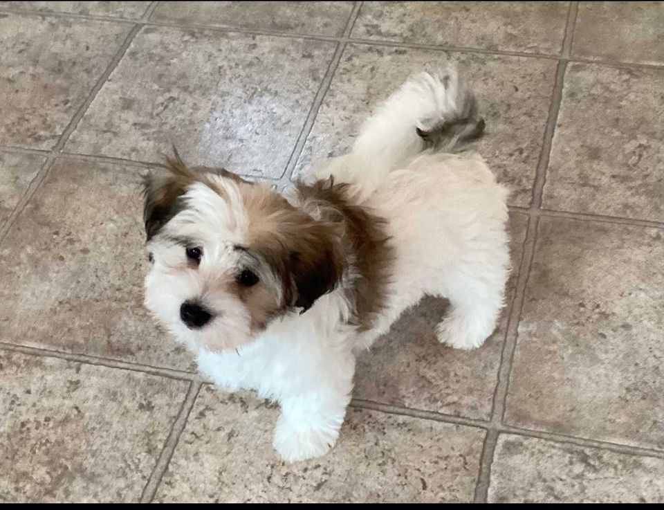 A cute white and brown HAVANESE puppy stands on tiled floor.