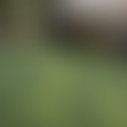 Huntersville Pet Turf Installation: Transforming a Shaded Backyard for a Family and Their Dogs