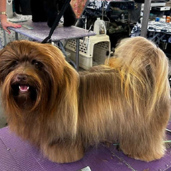 Brown Havanese dog posing on grooming table, havanese dog characteristics, Karma Puppies