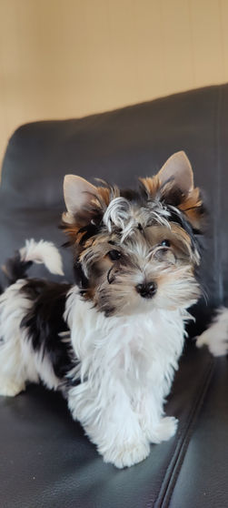 A cute puppy sitting on a couch, BIEWER TERRIER, biewer terrier dogs, Karma Puppies.