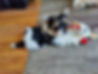 A cute, small Biewer Puppy laying with a stuffed animal on the floor.