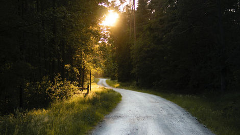 Sun-drenched winding road through a dense forest