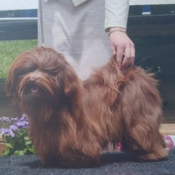 CH Chewy stands proudly, a havanese dog with brown fur. Karma Puppies.
