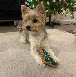 Yorkshire Terrier dog holding a Christmas tree toy near Christmas tree. Karma Puppies