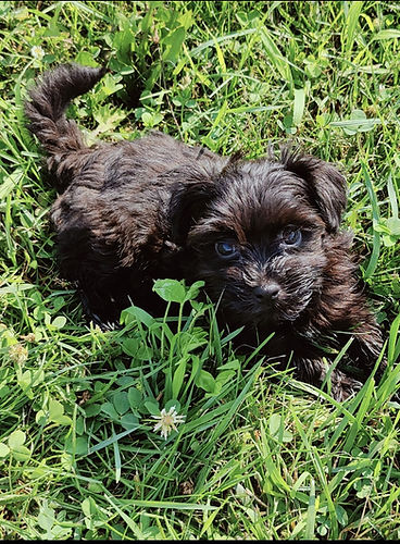 Small Havanese puppy in green grass looking directly at viewer, Healthy Puppies.