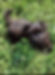 Small Havanese puppy in green grass looking directly at viewer, Healthy Puppies.