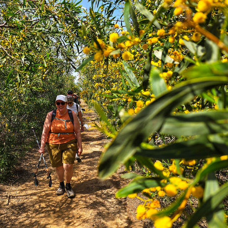 Hiker on a coastal trail with yellow flowers