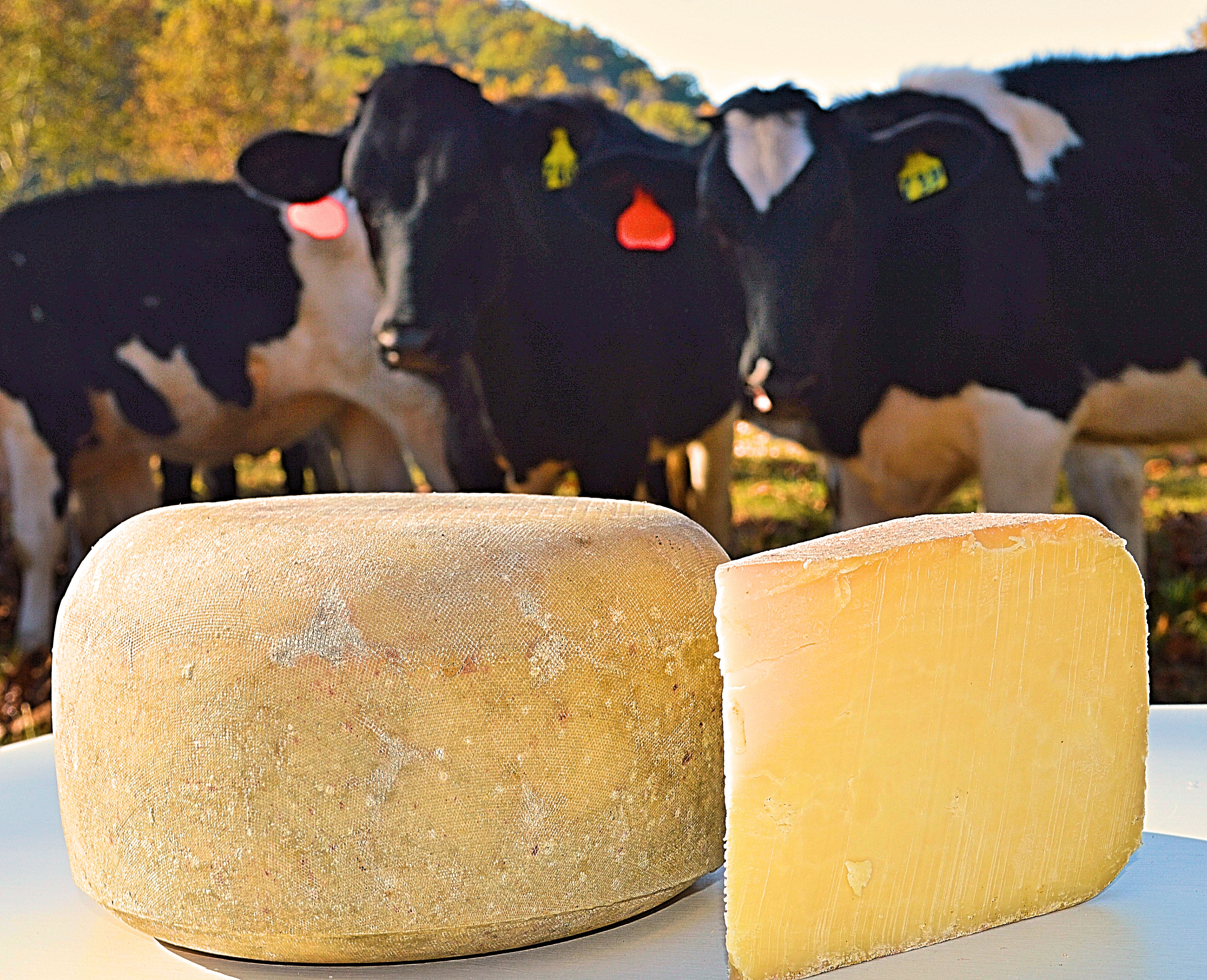 Nesbitt-Paturized, cow's milk cheese in the Cheddar Style