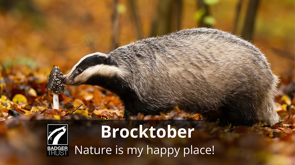 European badger among autumn leaves sniffing a toadstool Text is Brocktober Nature is my happy place