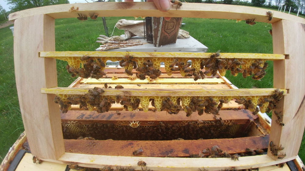Qu'estce qu'une cellule royale? Qu'estce qu'une cellule royale?