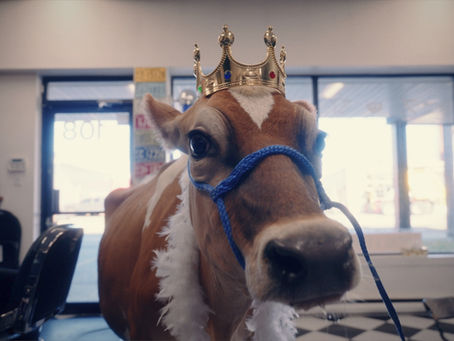 Alvéole - La meilleure crème alcoolisée au Québec est également la seule à être 100% fabriquée au Québec se retrouvant sur les tablettes de la SAQ.