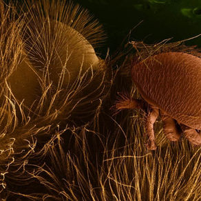 Les parasites menaçant nos abeilles  