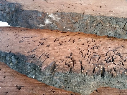 Close up of raw timber slab edge
