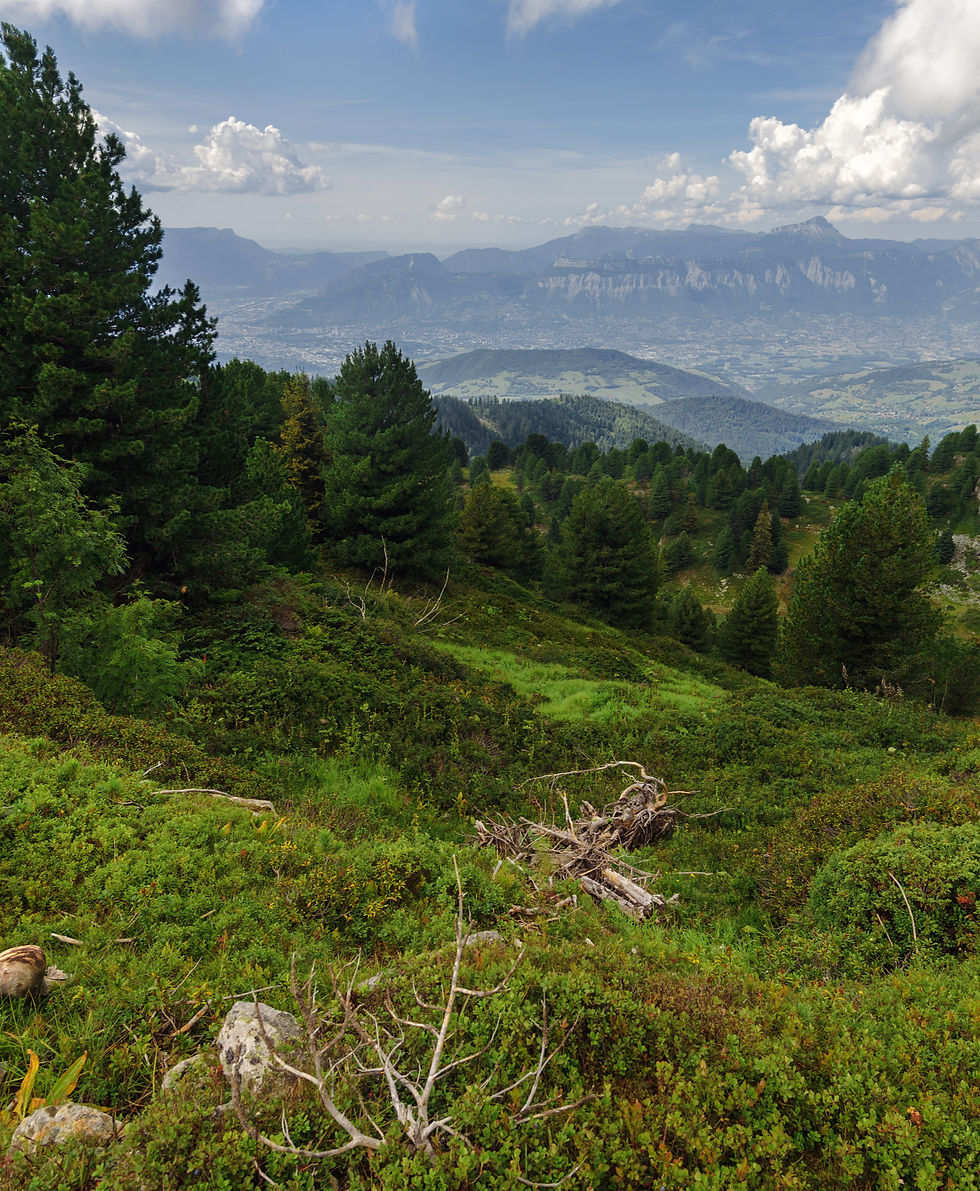 summer-mountain-landscape-with-blueberries-slopes_edited.jpg
